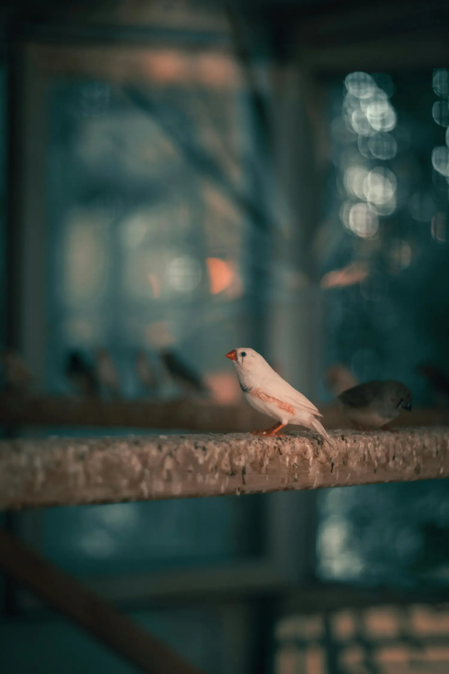 Ein Vogel fliegt, gespiegelt in der Glasscheibe